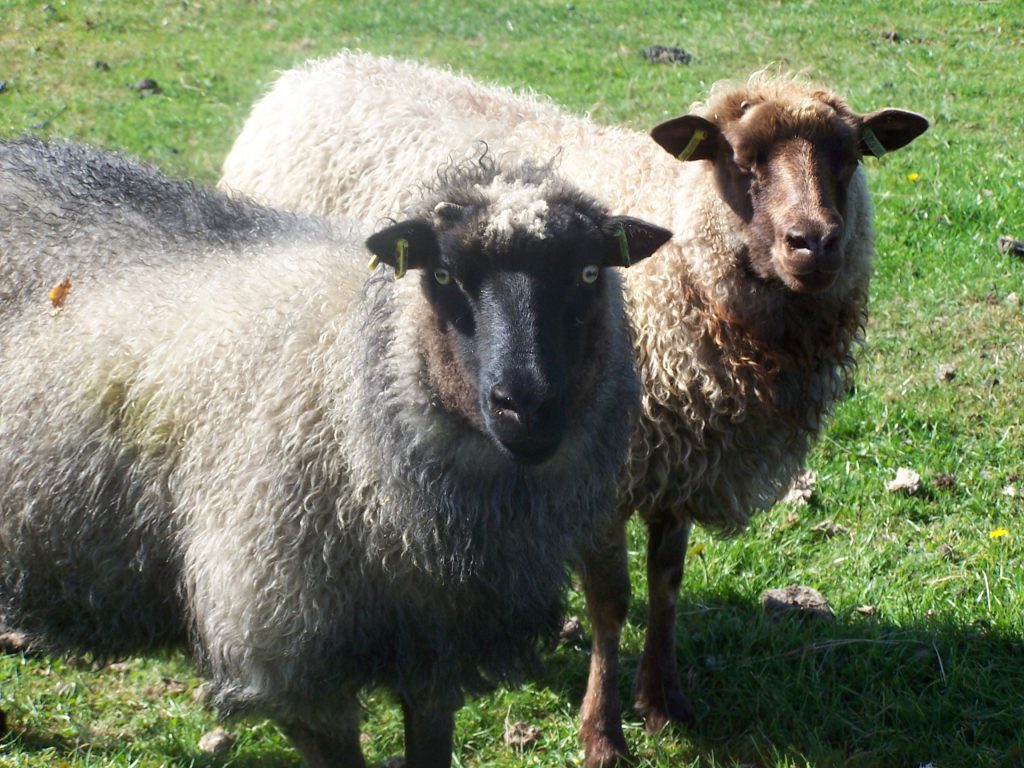 Two Ewes