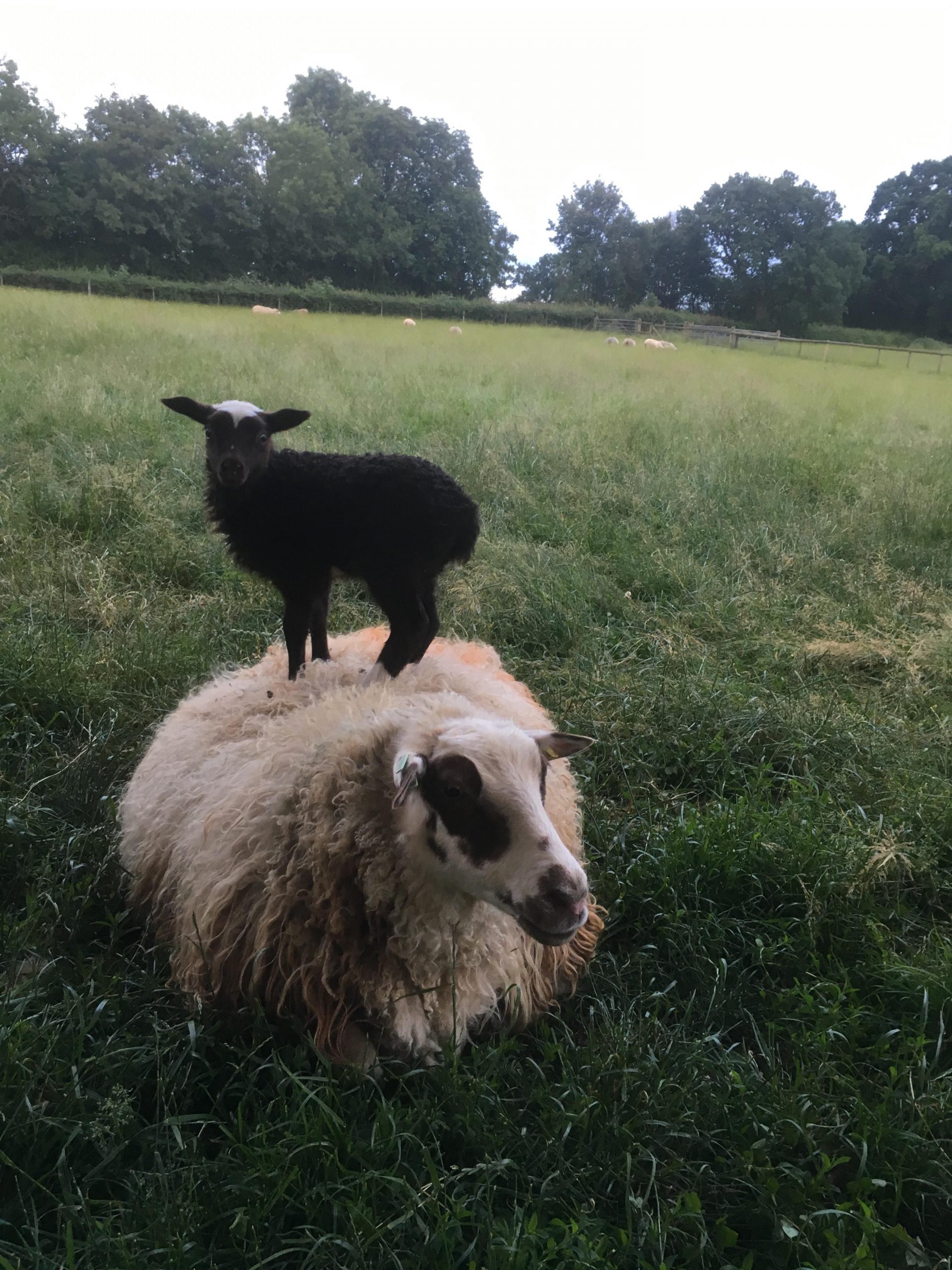 Lamb playing king of castle on ewe