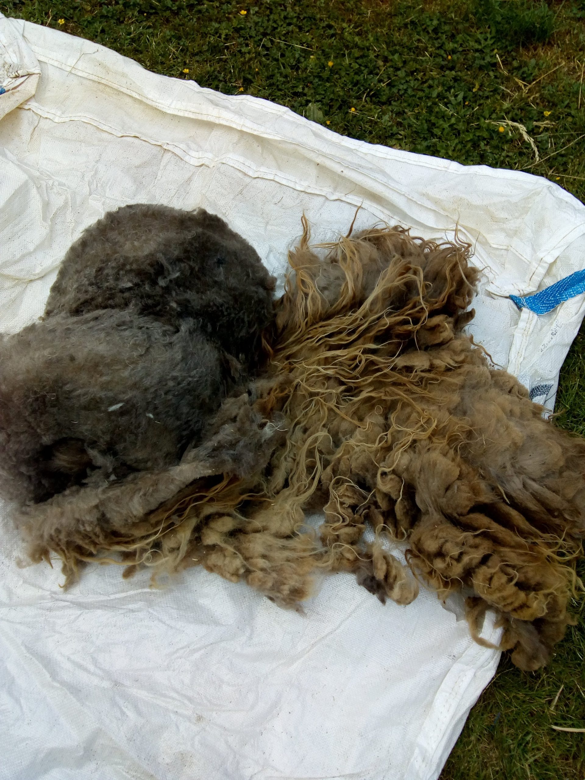Brown Fleece 1