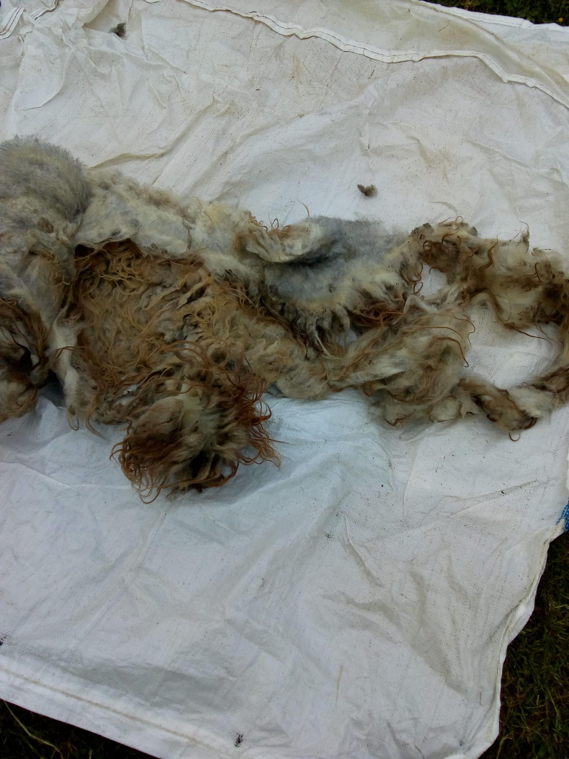 Brown Fleece 2