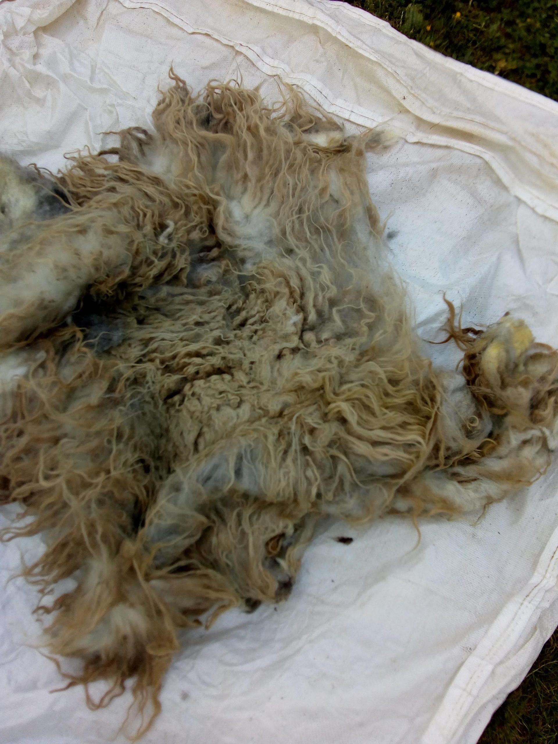 Brown Fleece 3