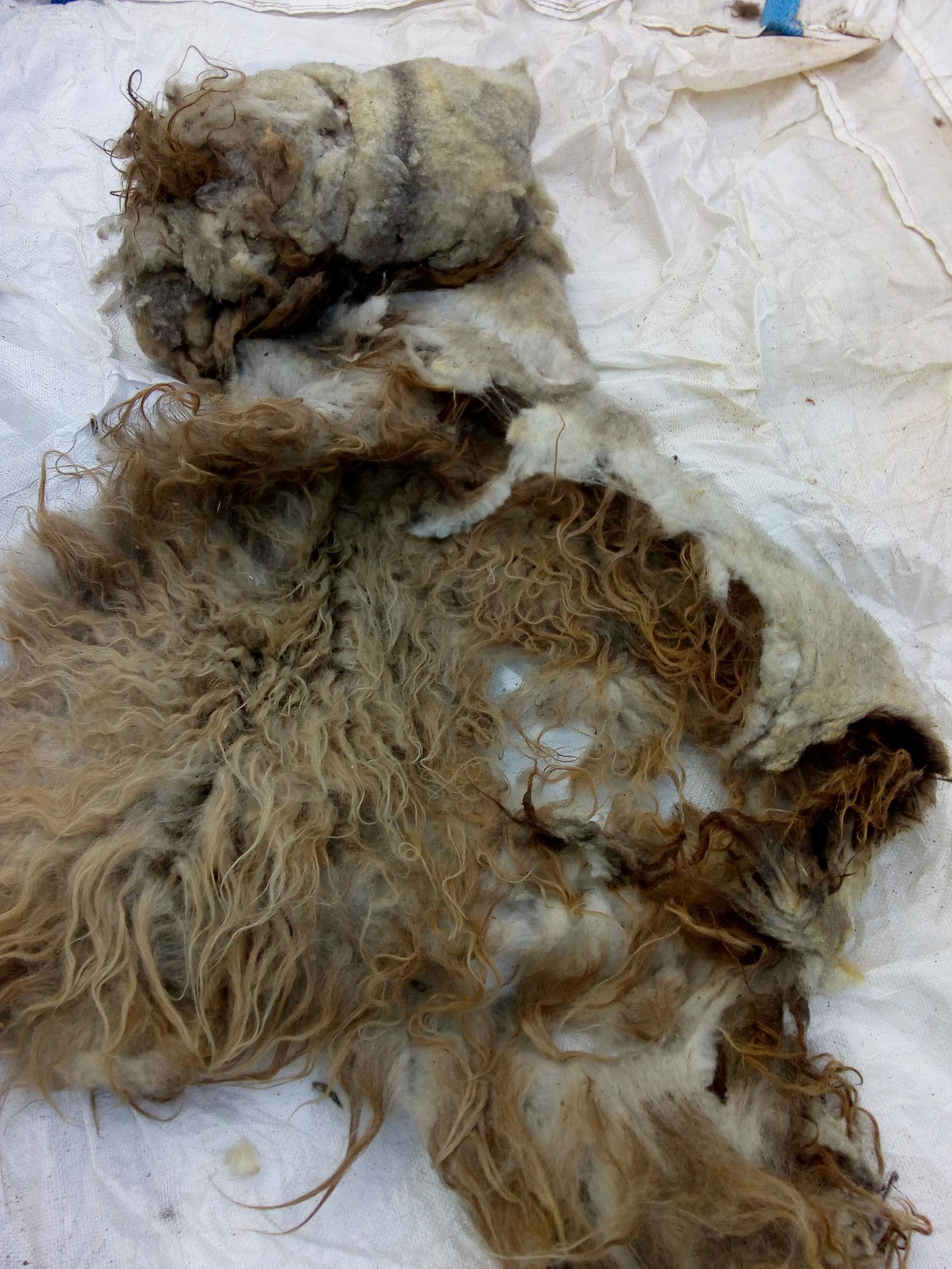 Brown Fleece 4