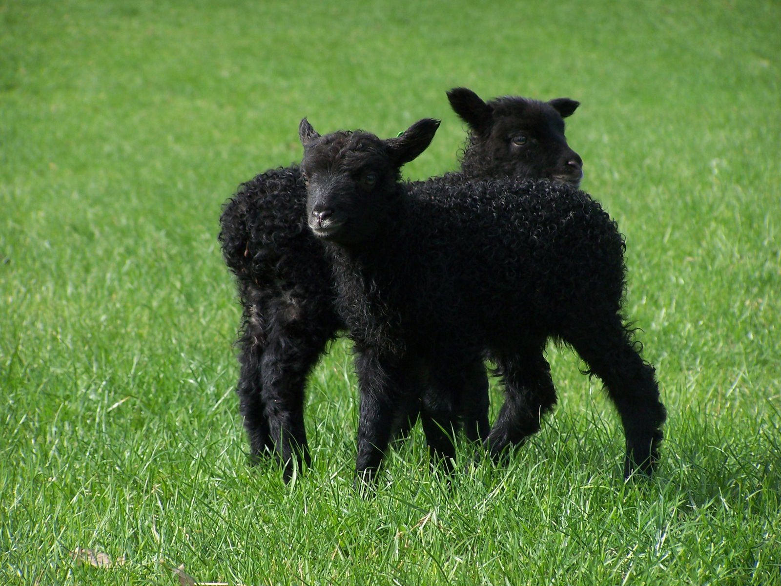 Black Lambs