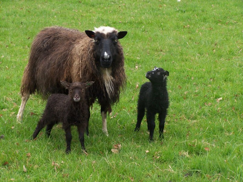gallardia+lambs